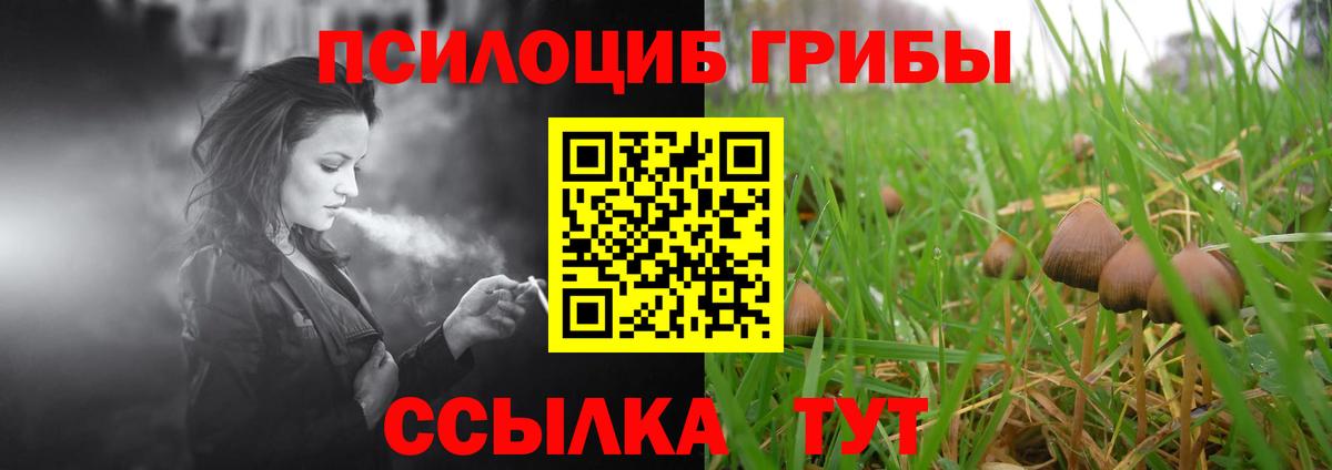 Псилоцибиновые грибы Psilocybe Ногинск